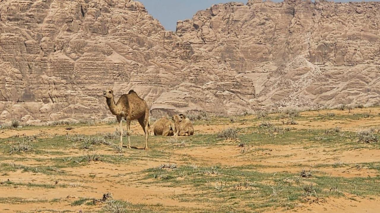 Tamim Luxury Wadi Rum Camp Bagian luar foto